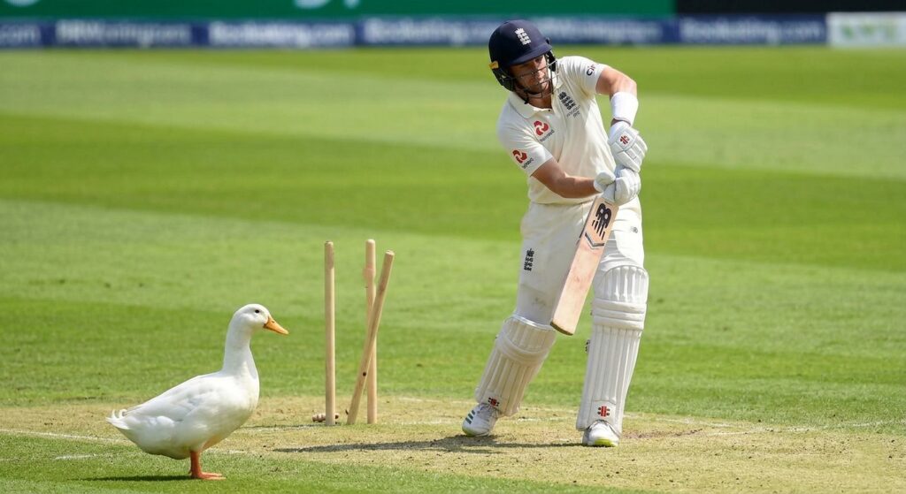 A photograph capturing the exact moment a cricket batsman is bowled out, with stumps flying, while a single white duck sits calmly on the grass pitch nearby.